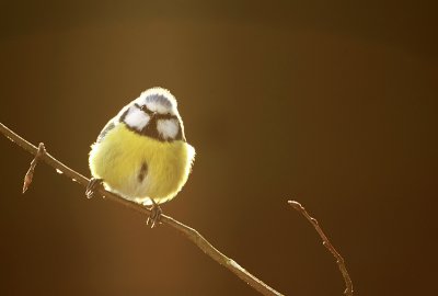Blue Tit - Parus caeruleus