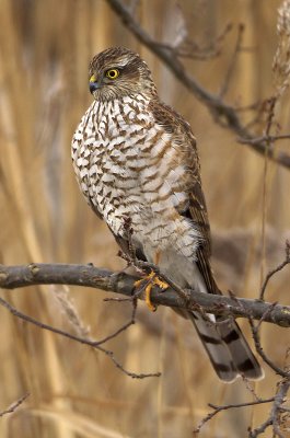 Sparrowhawk-Accipiter nisus