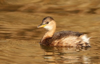 Little Grebe-Tachybaptus ruficollis