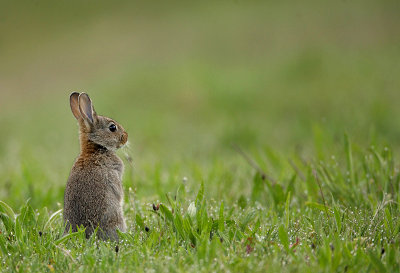 Rabbit-Oryctolagus cuniculus