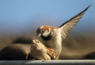 House sparrow-Passer domesticus