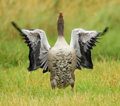 Greylag goose-Anser Anser