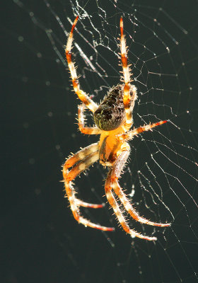 Garden spider-Araneus diadematus