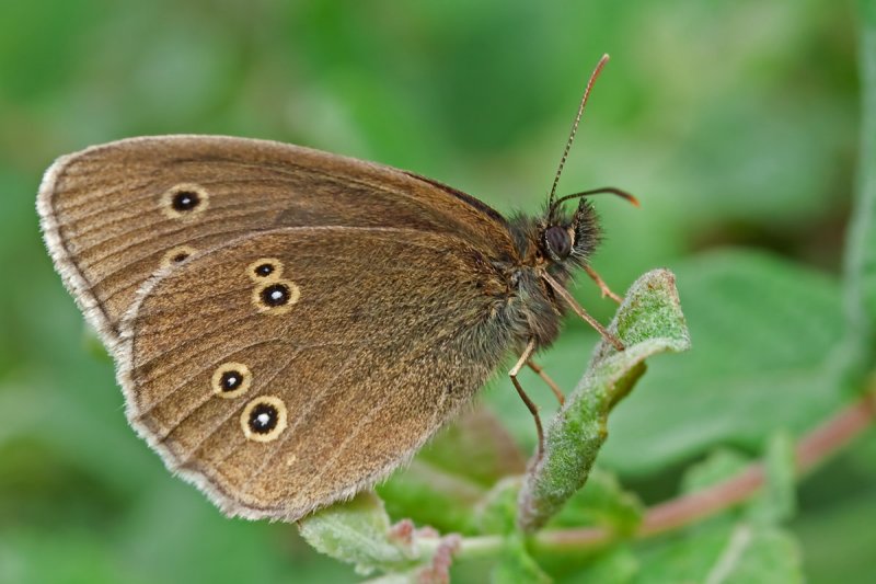 Ringlet