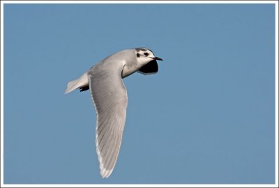 Little Gull