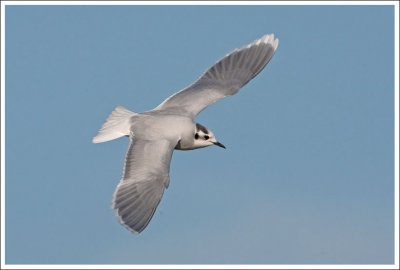 Little Gull