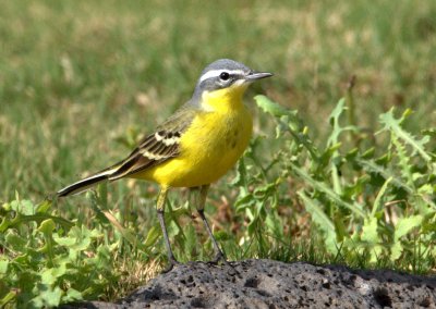 Yellow Wagtail