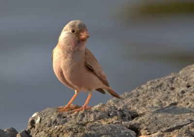 Trumpeter Finch