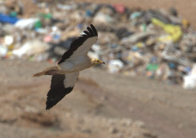 Canarian Eygptian Vulture