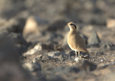 Cream Coloured Courser