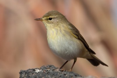 Willow Warbler