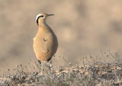 Cream Coloured Courser