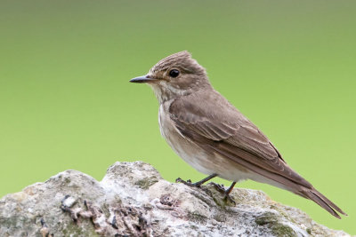 Spotted Flycatcher