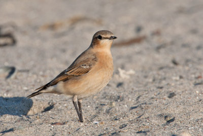 Wheatear