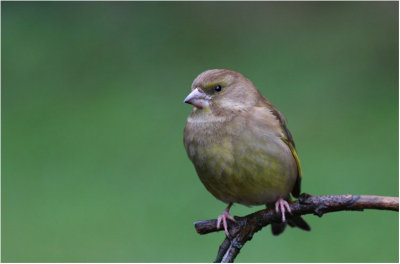 Greenfinch (juv.)