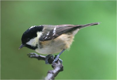 Coal Tit