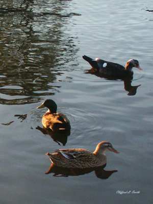 Three Little Ducks