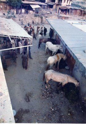 Horse Holiday in Pakistan