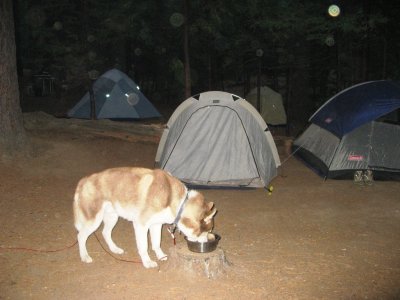 Dog and lotsa tents