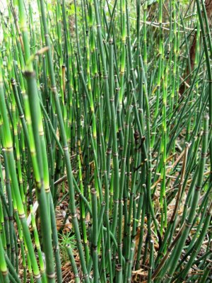 Pretty Horsetail Reeds