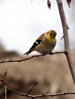 Gold Finch