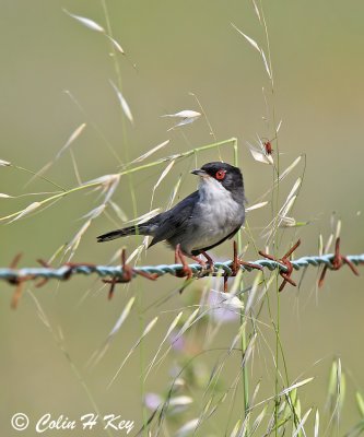 warblers