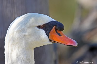 0C0J4328a.jpg