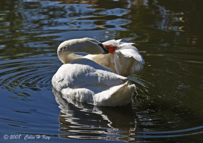 swans_and_geese
