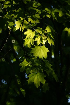 Spring Evening Sunshine
