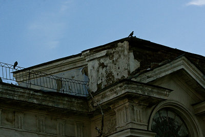 Birds On the Roof