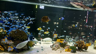 Sony Aquarium