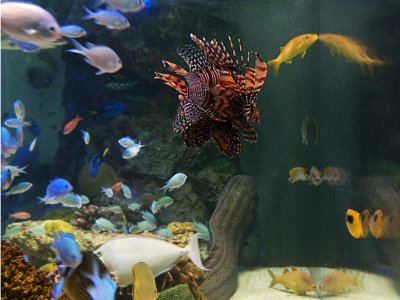 Sony Aquarium