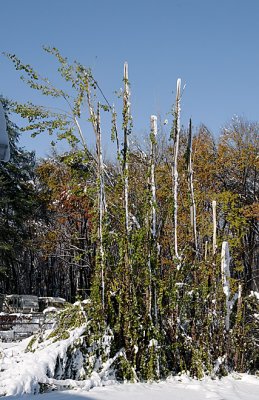 Broken Poplars