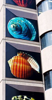 Shells on the Wall