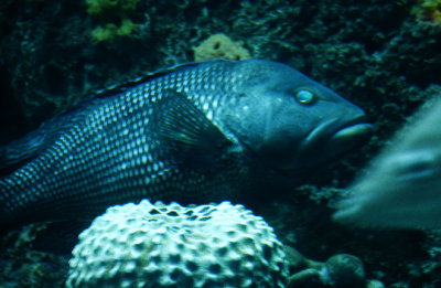 South Carolina Aquarium