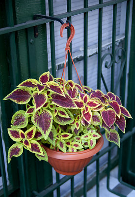 The Hanging Plant