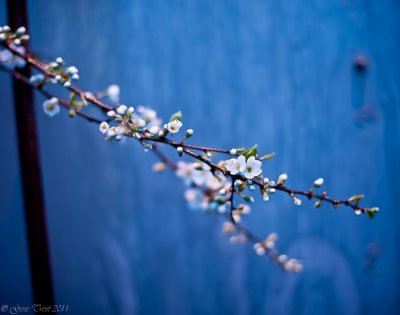 Signs of Spring-6481.jpg