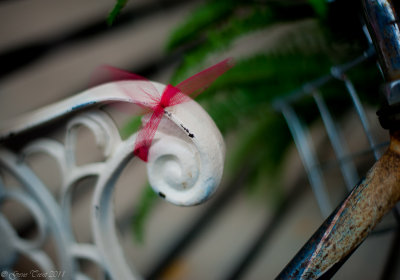 Wisp of red-6370.jpg