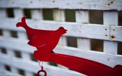 Red Chicken-6365.jpg