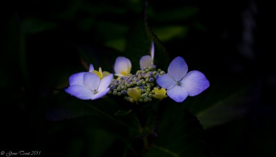 Gentleness-5799.jpg