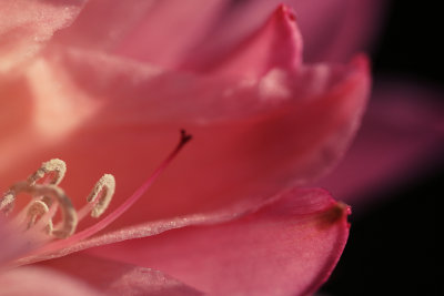 pink flower