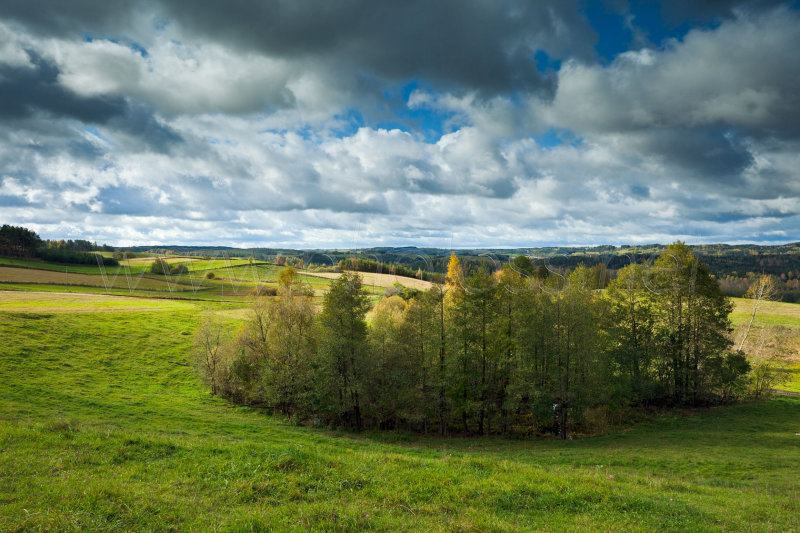 Copse