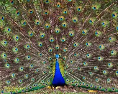 Peacock Photoshoot  :)