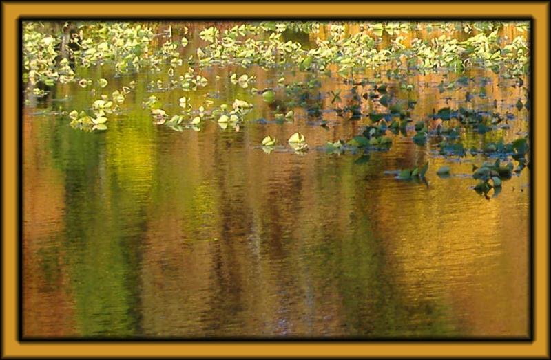 Golden Fall Morning<br>by Arlene Krassner (plantynut)