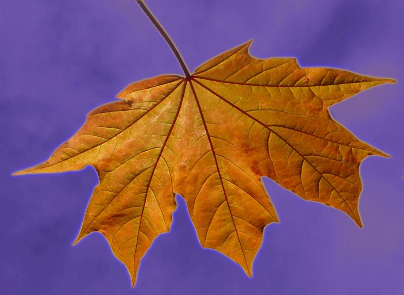 Gold In Them There Skies<br>by Arlene Krassner (plantynut)
