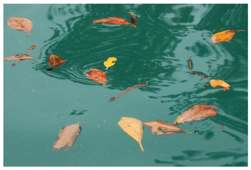 Leaves A Float <br> by J. Righi