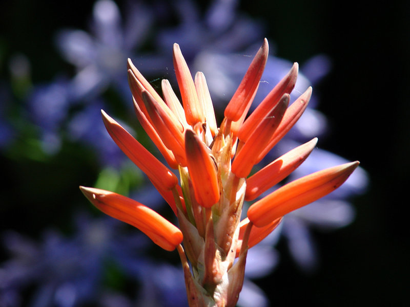 orange & violet<br>by DS81