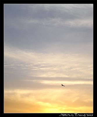 Flying by the Goldby Awais Yaqub