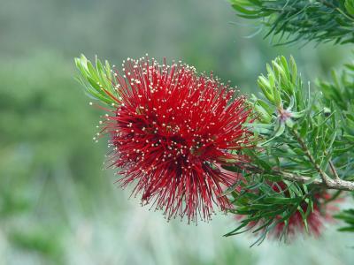 Red Flower II by Garry Platt (Critique away please.)