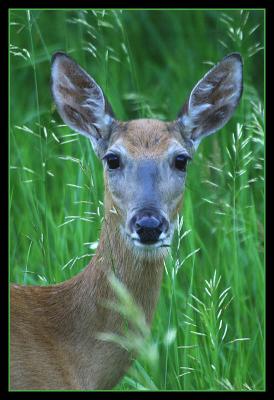 Doe Eyes
